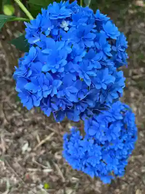 高幡不動尊　金剛寺(東京都)