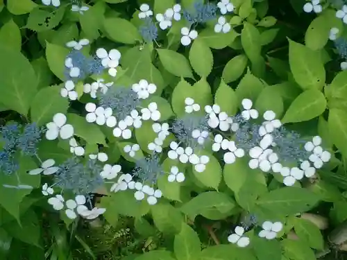 安國論寺（安国論寺）の自然