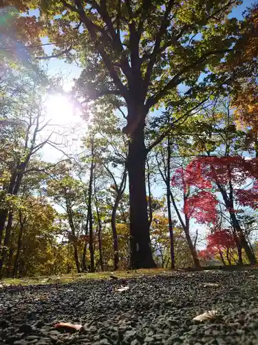 八幡神社の自然