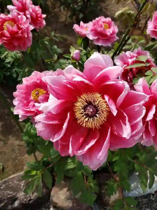 禅定院(東京都)