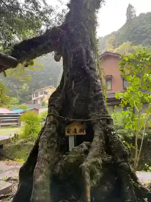 神内神社の{uncategorized: "未分類", other: "その他", undefined: "問題あり", building: "その他建物", grave: "お墓", sacred_gate: "鳥居", guardian: "狛犬", statue: "像", buddha: "仏像", history: "歴史", nature: "自然", garden: "庭園", animal: "動物", pagoda: "塔", temizu: "手水舎", mountain_gate: "山門・神門", sanctuary: "本殿・本堂", subordinate: "末社・摂社", art: "芸術", scenery: "景色", jizo: "地蔵", ema: "絵馬", goshuin: "御朱印", omikuji: "おみくじ", items: "授与品その他", amulet: "お守り", goshuincho: "御朱印帳", eats: "食事", festival: "お祭り", votive_dance: "神楽", shichigosan: "七五三参", wedding: "結婚式", experience: "体験その他", initially: "初詣", around: "周辺", anti_infection: "感染症対策"}
