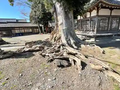 八幡神社の自然