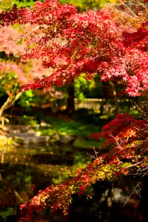 鶴岡八幡宮の自然