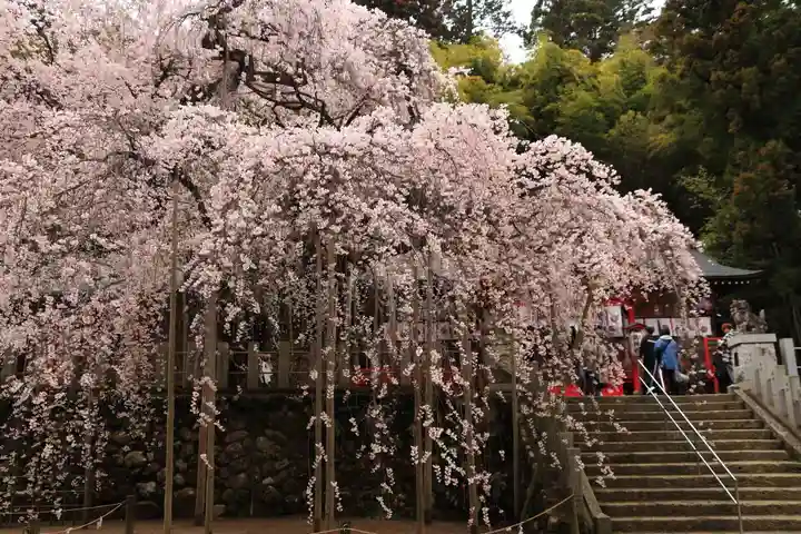 小川諏訪神社の自然