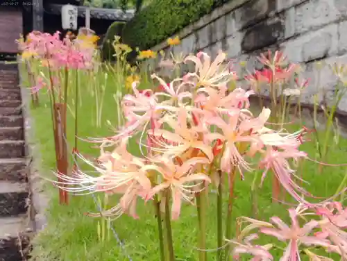 横浜　西方寺の自然