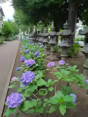 妙法寺(東京都)