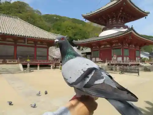 浄土寺の動物