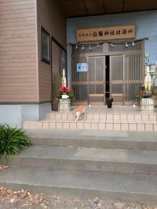 白鬚神社の{uncategorized: "未分類", other: "その他", undefined: "問題あり", building: "その他建物", grave: "お墓", sacred_gate: "鳥居", guardian: "狛犬", statue: "像", buddha: "仏像", history: "歴史", nature: "自然", garden: "庭園", animal: "動物", pagoda: "塔", temizu: "手水舎", mountain_gate: "山門・神門", sanctuary: "本殿・本堂", subordinate: "末社・摂社", art: "芸術", scenery: "景色", jizo: "地蔵", ema: "絵馬", goshuin: "御朱印", omikuji: "おみくじ", items: "授与品その他", amulet: "お守り", goshuincho: "御朱印帳", eats: "食事", festival: "お祭り", votive_dance: "神楽", shichigosan: "七五三参", wedding: "結婚式", experience: "体験その他", initially: "初詣", around: "周辺", anti_infection: "感染症対策"}