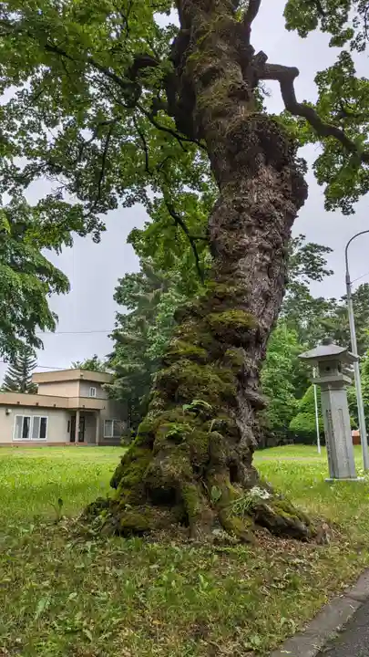 十勝護国神社の自然