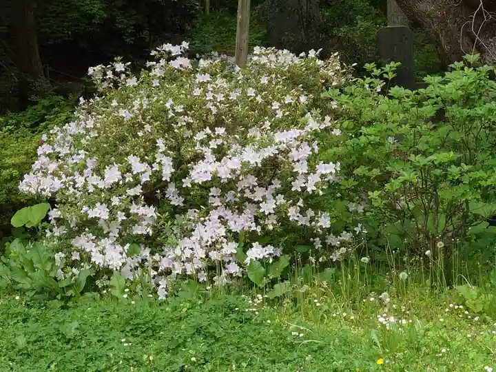 函館八幡宮の自然