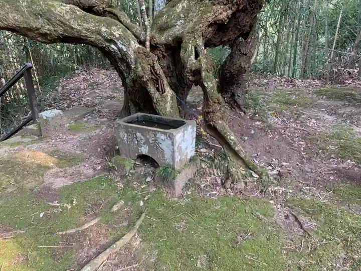 諏訪神社の自然