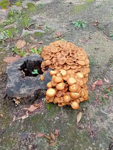 阿邪訶根神社の自然