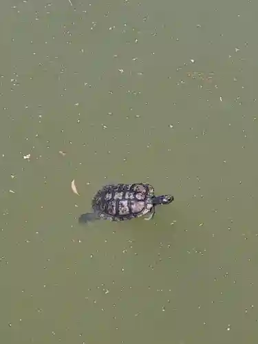 成田山新勝寺(千葉県)