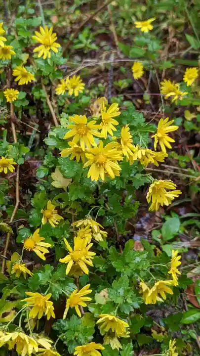 十輪寺(京都府)