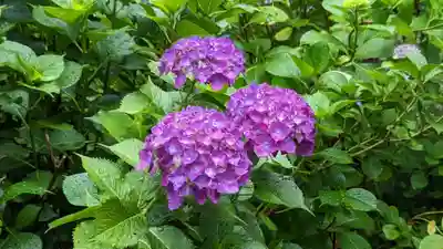 柳谷観音　楊谷寺(京都府)