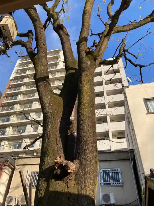 浅草神社の自然