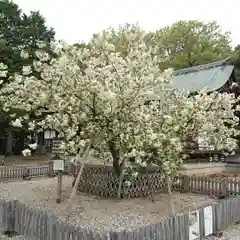 上地八幡宮の自然