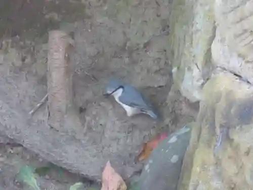 留辺蘂神社の動物