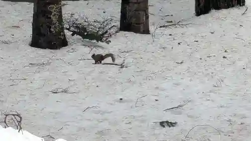 上川神社の動物