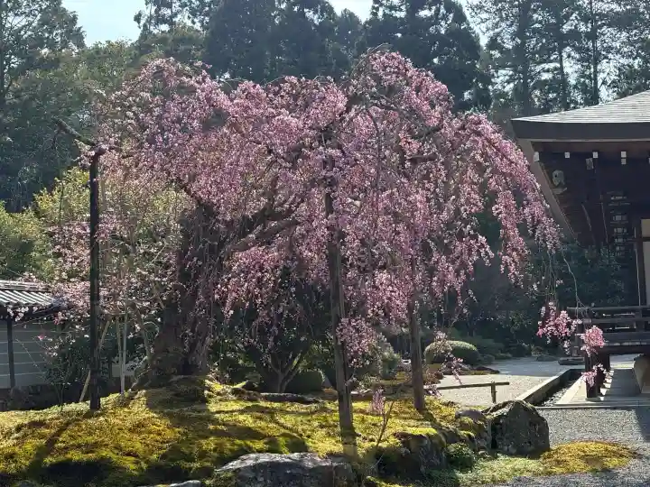 西芳寺の{uncategorized: "未分類", other: "その他", undefined: "問題あり", building: "その他建物", grave: "お墓", sacred_gate: "鳥居", guardian: "狛犬", statue: "像", buddha: "仏像", history: "歴史", nature: "自然", garden: "庭園", animal: "動物", pagoda: "塔", temizu: "手水舎", mountain_gate: "山門・神門", sanctuary: "本殿・本堂", subordinate: "末社・摂社", art: "芸術", scenery: "景色", jizo: "地蔵", ema: "絵馬", goshuin: "御朱印", omikuji: "おみくじ", items: "授与品その他", amulet: "お守り", goshuincho: "御朱印帳", eats: "食事", festival: "お祭り", votive_dance: "神楽", shichigosan: "七五三参", wedding: "結婚式", experience: "体験その他", initially: "初詣", around: "周辺", anti_infection: "感染症対策"}
