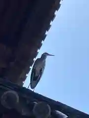 東寺（教王護国寺）の動物