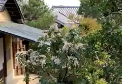 天龍寺の庭園