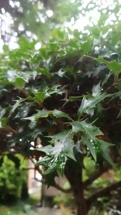 伊久波神社(下三宅)の自然