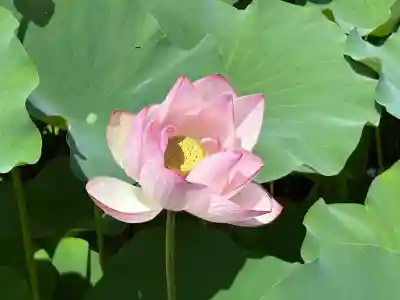 臼杵石仏(大分県)