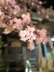 桜神宮の自然