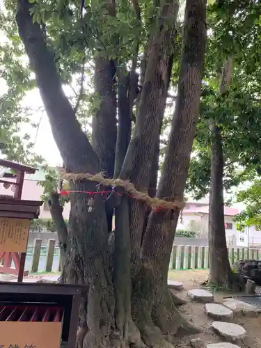 澁川神社（渋川神社）の自然