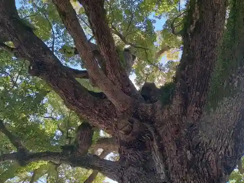 百舌鳥八幡宮(大阪府)