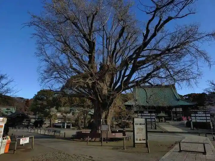 時宗総本山 遊行寺(正式:清浄光寺)(神奈川県)
