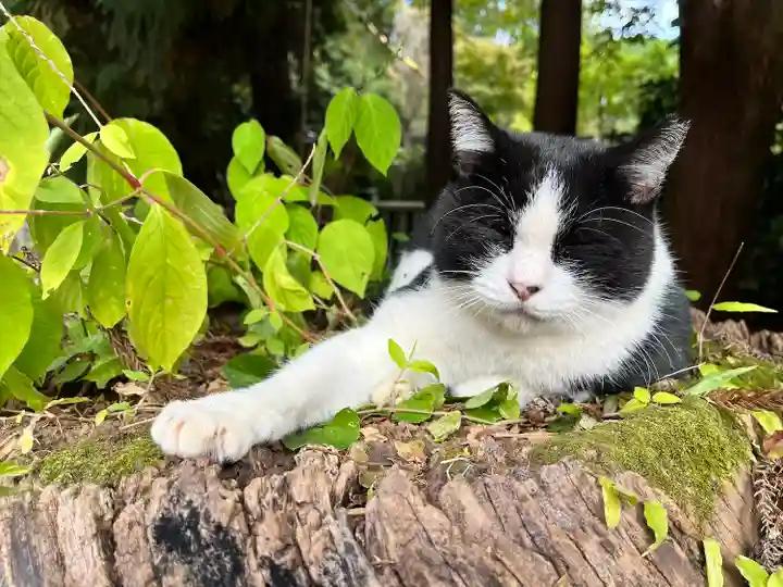 伏見稲荷大社の動物