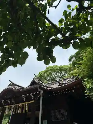 代々木八幡宮の本殿・本堂