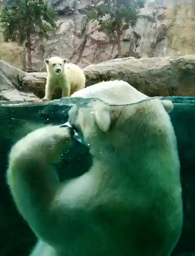 旭川神社の動物