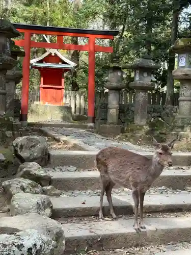 春日大社の{uncategorized: "未分類", other: "その他", undefined: "問題あり", building: "その他建物", grave: "お墓", sacred_gate: "鳥居", guardian: "狛犬", statue: "像", buddha: "仏像", history: "歴史", nature: "自然", garden: "庭園", animal: "動物", pagoda: "塔", temizu: "手水舎", mountain_gate: "山門・神門", sanctuary: "本殿・本堂", subordinate: "末社・摂社", art: "芸術", scenery: "景色", jizo: "地蔵", ema: "絵馬", goshuin: "御朱印", omikuji: "おみくじ", items: "授与品その他", amulet: "お守り", goshuincho: "御朱印帳", eats: "食事", festival: "お祭り", votive_dance: "神楽", shichigosan: "七五三参", wedding: "結婚式", experience: "体験その他", initially: "初詣", around: "周辺", anti_infection: "感染症対策"}