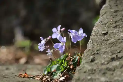 愛宕神社の庭園