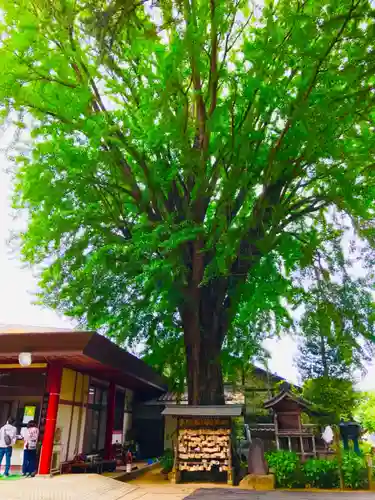 大宝八幡宮の自然