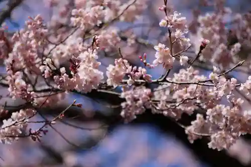 荒井馬頭観音堂の自然