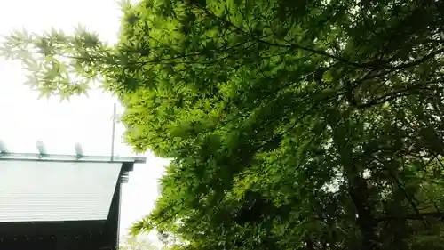 貴船神明社の自然