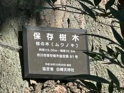 白幡天神社(千葉県)