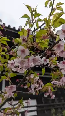頂妙寺(京都府)