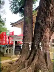 諏訪神社(東京都)