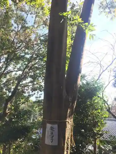 葛原岡神社の自然