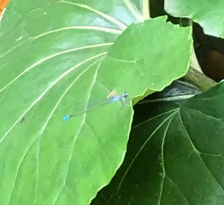 田無神社の動物