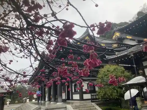 長谷寺(神奈川県)