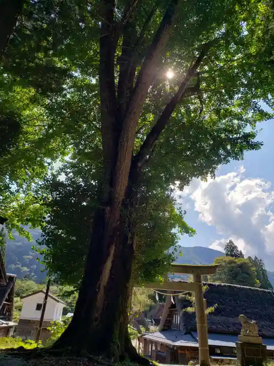 相倉地主神社の自然