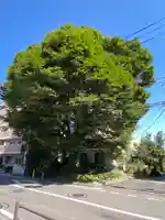小野神社の自然