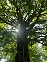 田無神社の自然