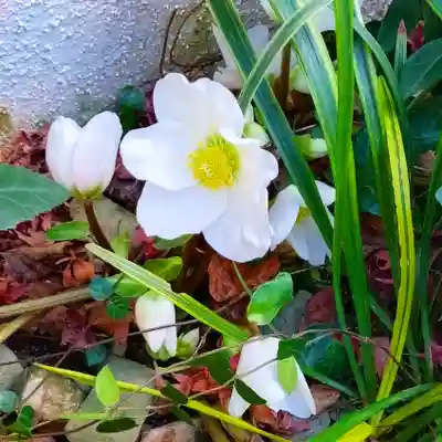 寿量山 速成寺(奈良県)
